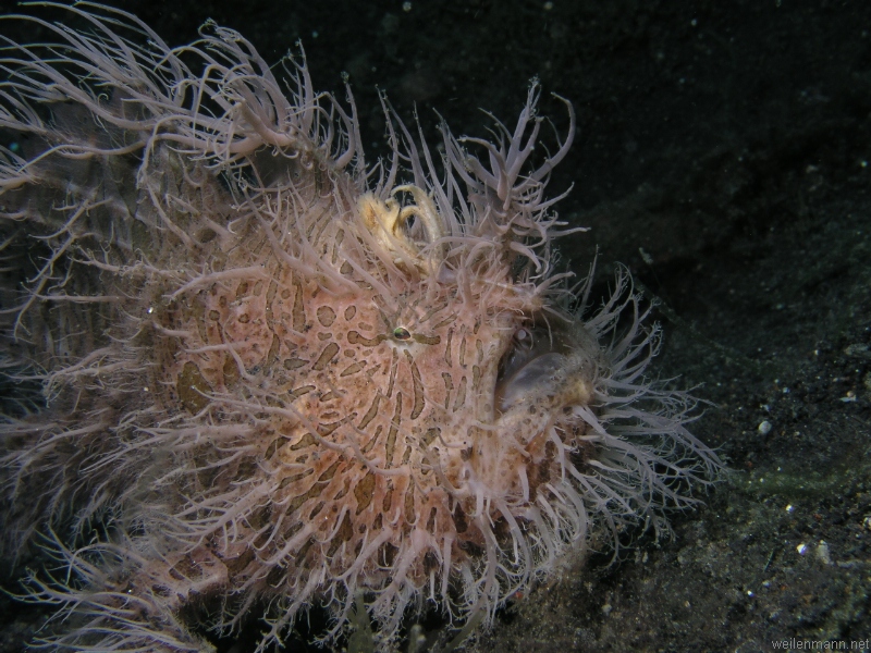 Hairy Frogfish